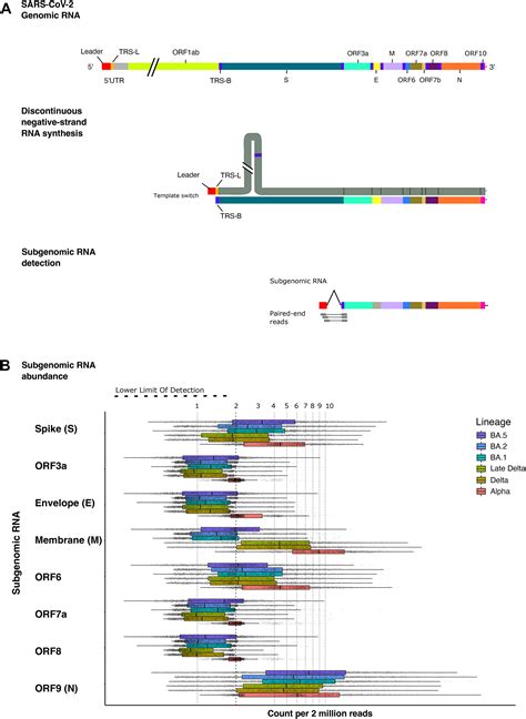 Comparative Subgenomic Mrna Profiles Of Sars Cov Alpha Delta And