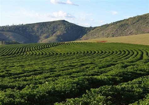 Сырой кофе Арабика Бразилия Сантос, Arabica Brazil Santos.