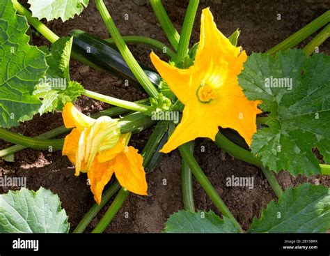 Zucchini Plant Zucchini With Flower And Fruit In Field Green