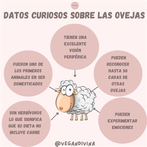 Datos Curiosos Sobre La Ovejas Datos Curiosos Datos De Inter S Datos