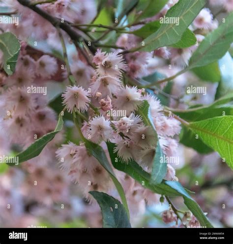 Fruit And Flowers Of The Olive Tree Hi Res Stock Photography And Images