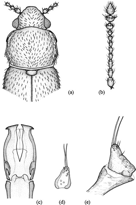 Micrambe Neomicrambe Helichrysi Scott 1935 A Vista General Download Scientific