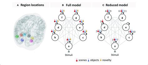 Dcm Specification A Locations Of The Seven Brain Regions Included