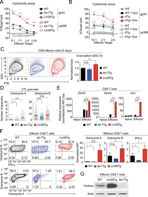 Modulation Of Let 7 Mirnas Controls The Differentiation Of Effector Cd8