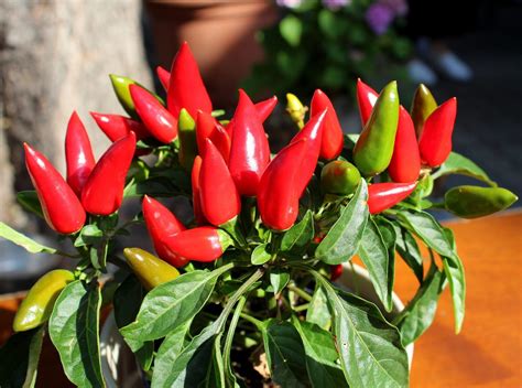 When The Christmas Plant Was A Pepper Not A Poinsettia Gastro Obscura