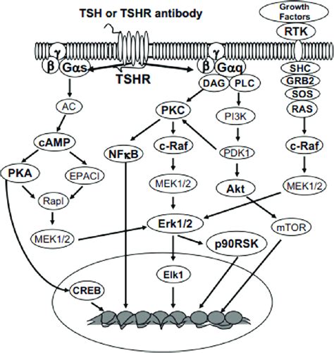 Simplified Illustrative Diagrammatic Image Of The Main Signaling