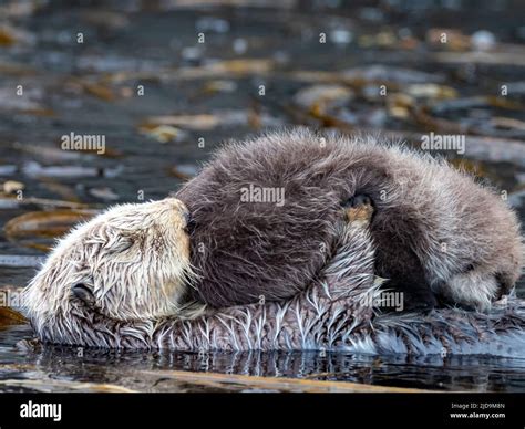 Sea Otter Enhydra Lutris With Pup In The Kelp Forests Of Southeast