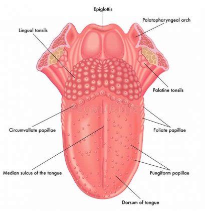 Diagram of tongue