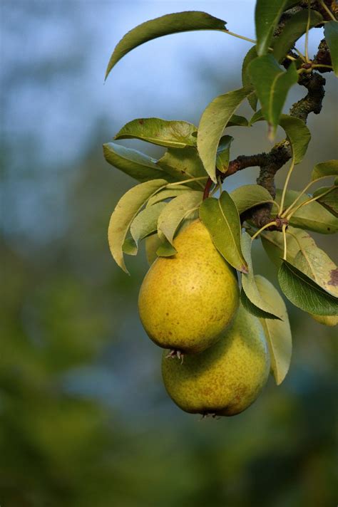 Perenboom Pyrus Communis Kopen Gratis Levering