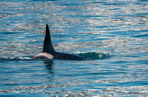 Wildlife Cruise around Seward Alaska - Backyard Image