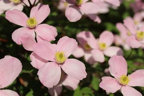 Flower Pink Blossoms Free Photo On Pixabay Pixabay