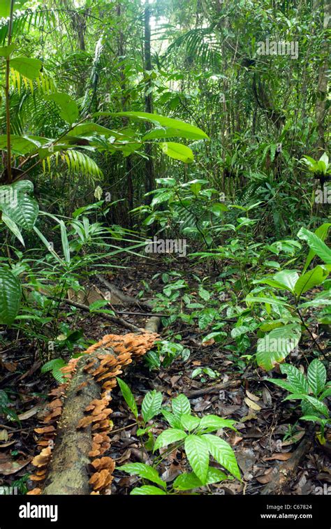 Lowland Forest Vegetation Hi Res Stock Photography And Images Alamy