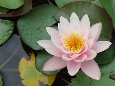 Flor De Loto Nelumbo Nucifera Caracter Sticas Y Distribuci N