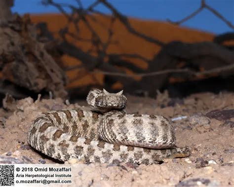 Persian Horned Viper Facts Diet Habitat And Pictures On Animaliabio