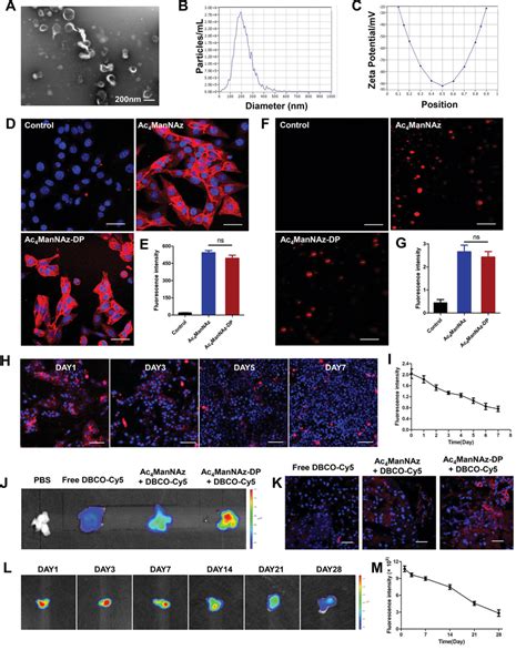 Azide Group Generation On Tumor Cells And Tdes By Ac Mannazdp