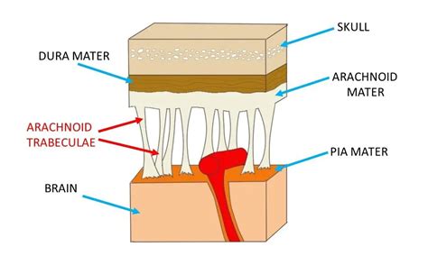 Arachnoid trabeculae - definition