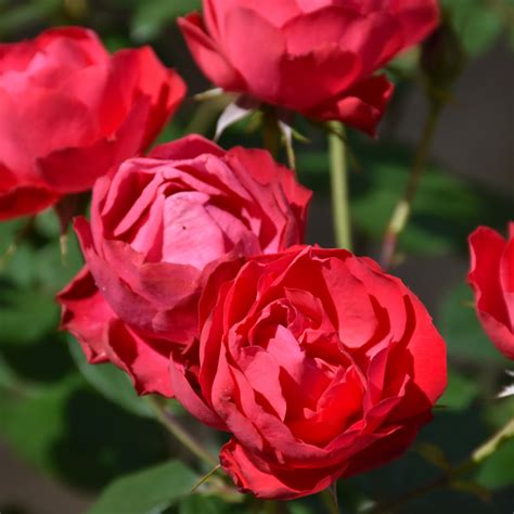 Oso Easy Double Red Rose Indy Plants