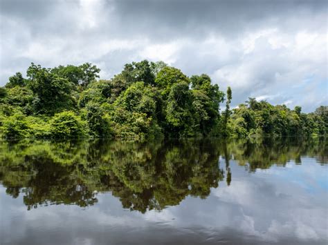 The Incredible Rainforests Of South America Nature And Culture