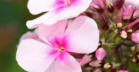 Phlox Paniculata Bright Eyes Floks Vlambloem Bloemenpark Appeltern