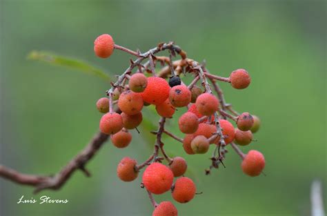 Madroño fruit | Project Noah