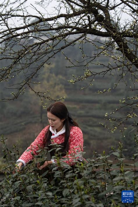 Наси, Сычуань: аромат чая раннего сбора_russian.china.org.cn