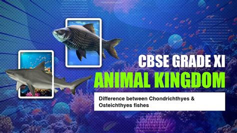 Cbse Grade 11 Biology Animal Kingdom Difference Between