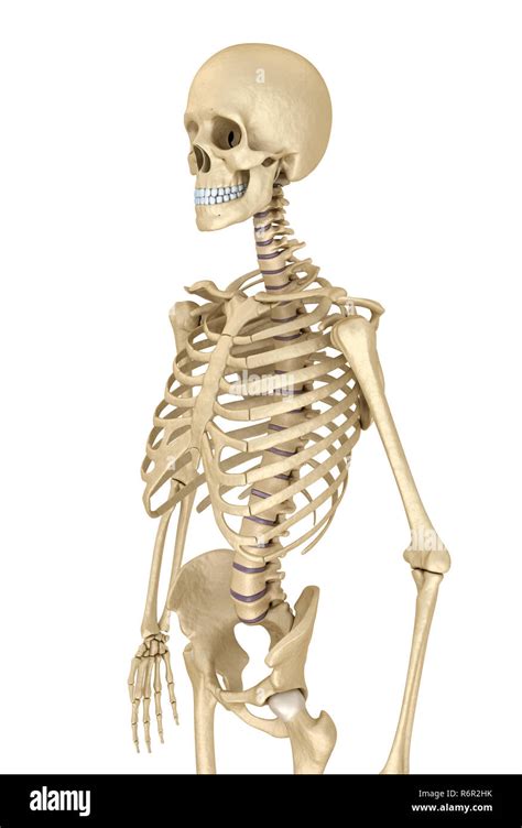 Human Skeleton Isolated Medically Accurate D Illustration Stock