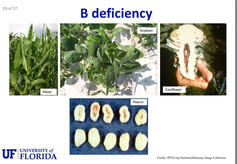 Boron Deficiency University Of Florida Gardening Tips Nutrient