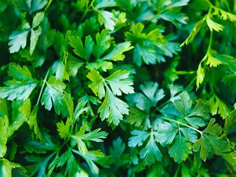 Powerful Parsley Health Benefits You Never Knew Reader S Digest