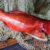 Whitsunday Wild Coral Trout FISHI