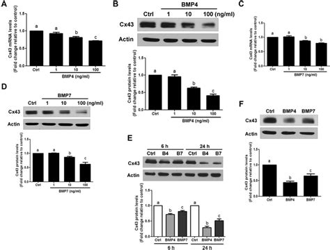 Bmp And Bmp Down Regulate Cx Mrna And Protein Levels In Svog Cells