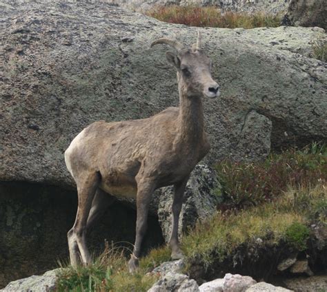 Cannundrums: Rocky Mountain Bighorn Sheep