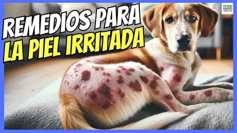 REMEDIOS CASEROS PARA LA PIEL IRRITADA DE LOS PERROS YouTube