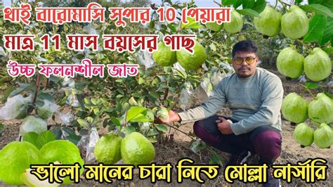 মাত্র 11 মাসের থাই বারোমাসি সুপার 10 পেয়ারা চাষ করে বাম্পার ফলন উচ্চ