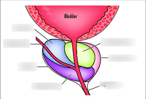 Prostate Anatomy Diagram Quizlet