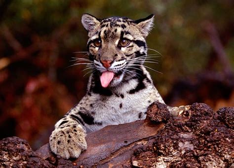 Clouded Leopard Clouded Leopards Photo 25413866 Fanpop