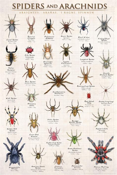 List Of All Arachnids