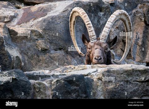 Great old Siberian ibex with big horns Stock Photo - Alamy