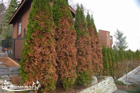 что делать если туя пожелтела после зимы | Conifers garden, Evergreen ...