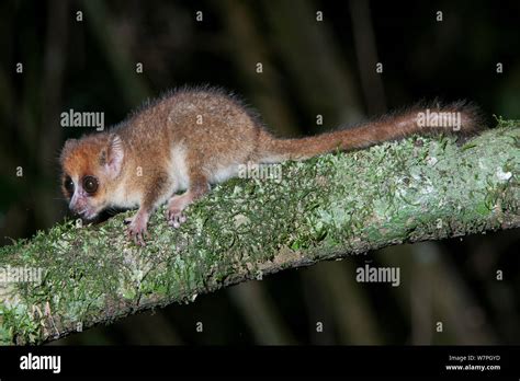 Brown Mouse Lemur Microcebus Rufus Ialasatra Madagascar Stock Photo