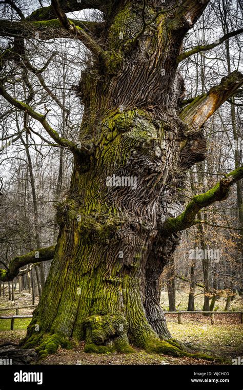 Ancient Oak Tree 1000 Years Hi Res Stock Photography And Images Alamy