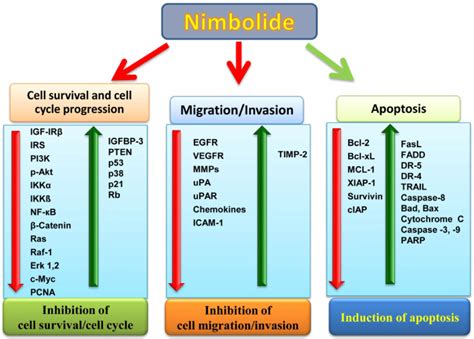 Nimbolide Shows An Important Role In Cancer Prevention Via Inhibition