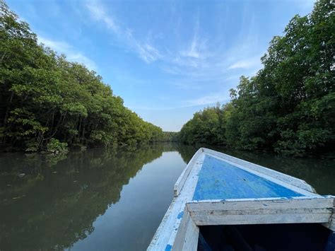 Mengenal Hutan Mangrove Benteng Alam Kaya Manfaat ProPublika