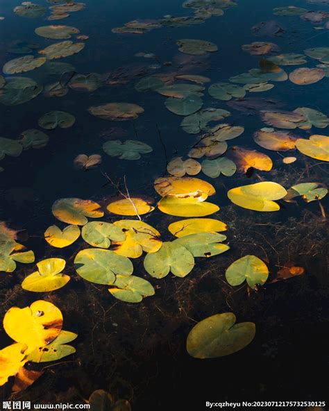 浮萍摄影图__花草_生物世界_摄影图库_昵图网