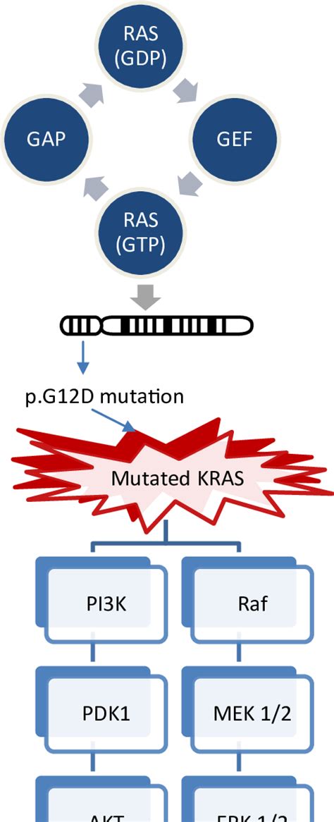 Mutant Kras Formation And Its Effector Pathways Download Scientific