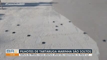 Filhotes de tartarugas marinhas são soltos em praia no sul da Bahia