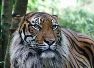 TIGRES DE VENGALA: TIGRE SUMATRA