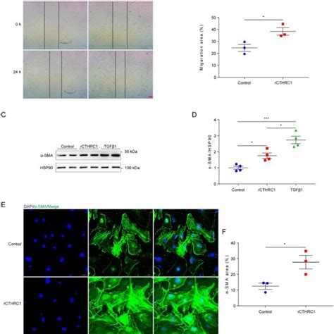 CTHRC1 Improved Wound Healing And Promoted Cardiac Fibroblast