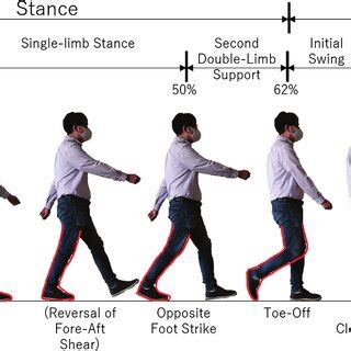 Gait Cycle Periods And Functions Adapted From Sutherland 1994