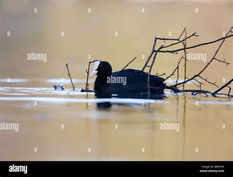 Eurasian Or Common Coot Fulica Atra Stock Photo Alamy